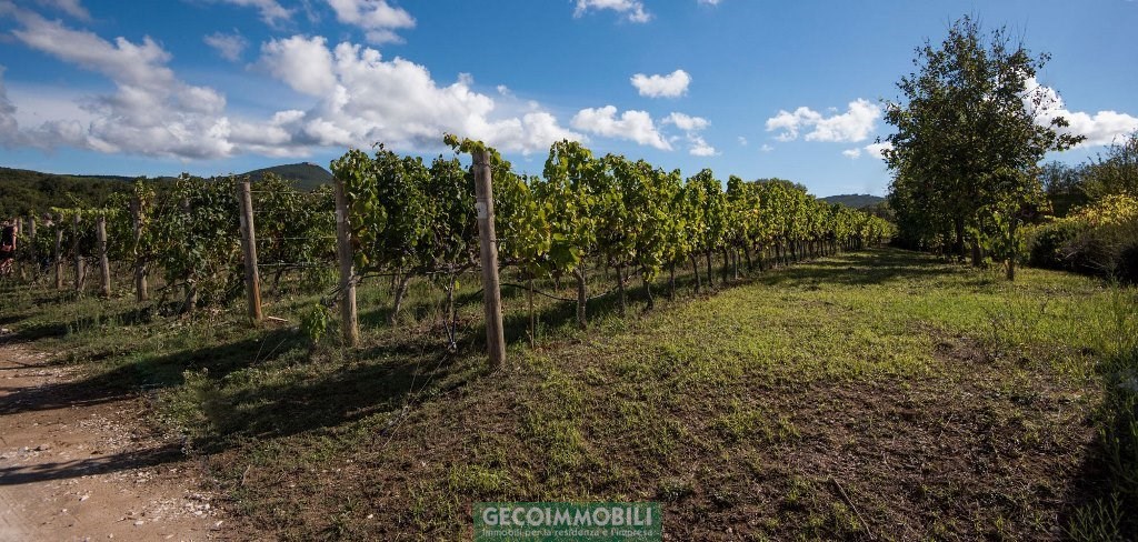 terrenovigna